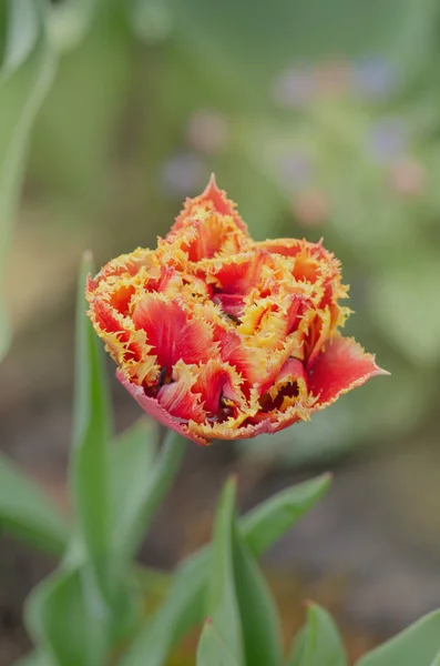 Tulips called Sensual Touch. Fringed peony tulip Sensual Touch growing in spring garden