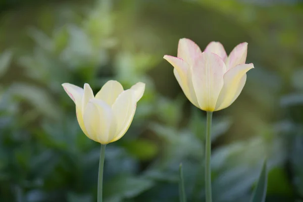 Tulipa Com Forma Coroa Tulipa Com Pétalas Babados White Liberstar — Fotografia de Stock
