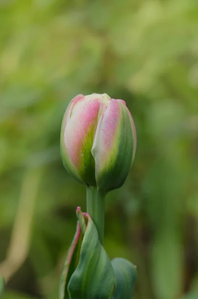 Tulipán Doble Rosa Con Una Tira Verde Borde — Foto de Stock