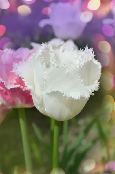 Tulipa Fringed White Honeymoon White Fringed Pure Tulip Closeup White — Stock Photo, Image