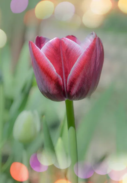 Red Tulip White Strip Edge Tulip Arabian Mystery — Stock Photo, Image