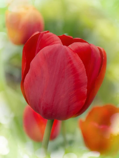 Красный Цветок Тюльпана Красный Тюльпан Саду Цветное Поле Красных Тюльпанов — стоковое фото