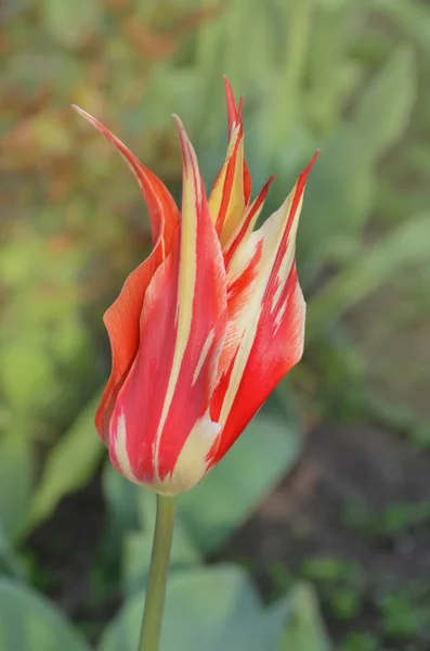 Jardim Primavera Com Tulipas Listradas Linda Flor Tulipa Crescendo Lírio — Fotografia de Stock