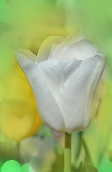 Tulip Calgary blossom. Beautiful white tulip flower with green leaf in garden. — Stock Image Tulip Calgary Blossom Beautiful White Tulip Flower Green Leaf Garden Royalty Free Stock Photos