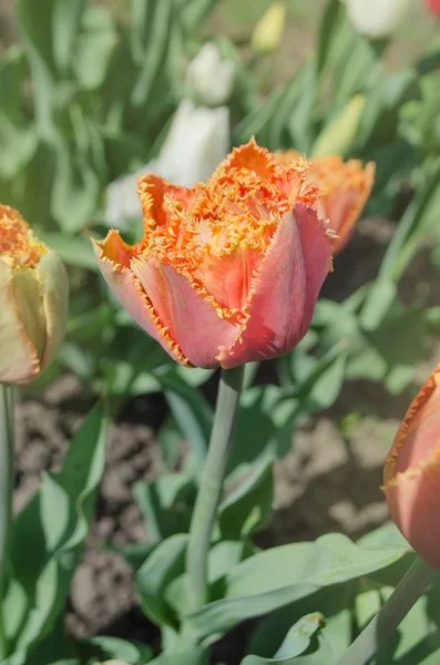 Sensual Touch tulip. Orange double petal tulip