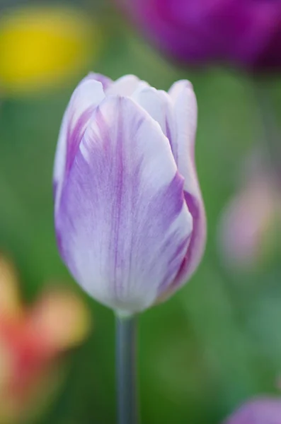 Nahaufnahme Triumph Tulpe Shirley im Blumenbeet — Stockfoto