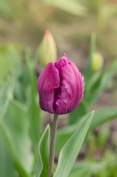 Blooming purple tulip Blue Parrot closeup