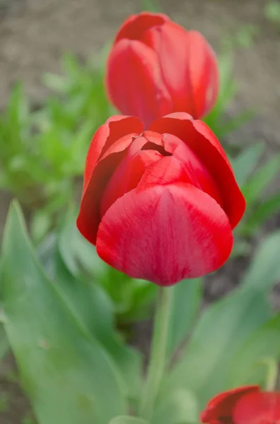 Rote Tulpen auf Garten Hintergrund — Stockfoto