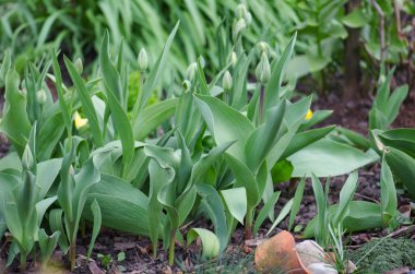 Bahar ve Lale bitki renkli bahçede. Bahar güzel bahçede. Büyüyen lale yakın çekim