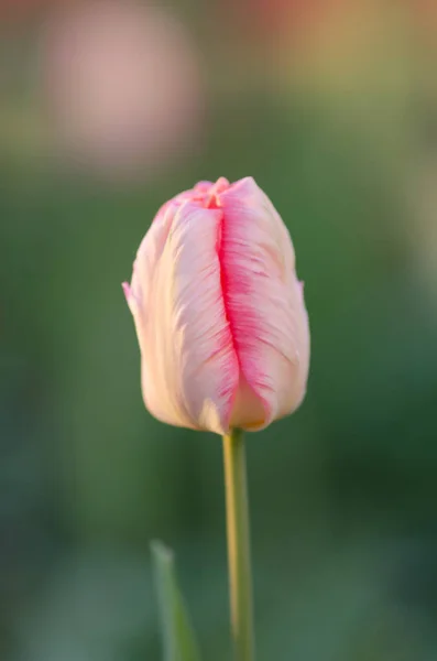 Rosa papagaio tulipa no fundo do jardim — Fotografia de Stock