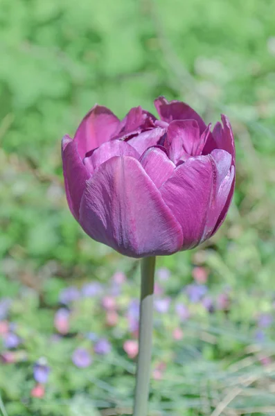 Lilás tulipa de perto. Púrpura dupla peônia tulipa — Fotografia de Stock