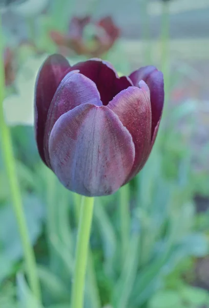 Tulipán violeta oscuro de cerca. Tulipanes violetas vívidos — Foto de Stock