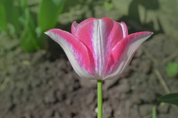 Tulipa branca com listras rosa — Fotografia de Stock