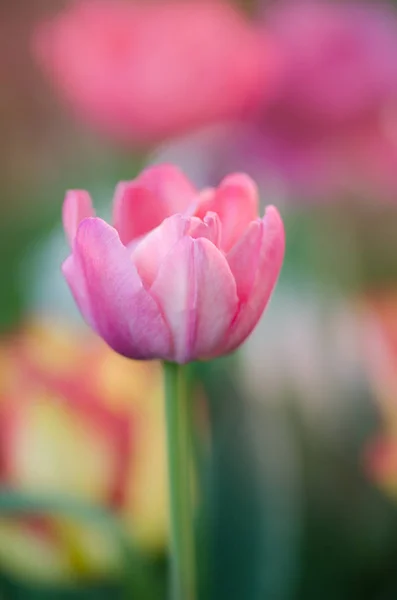 Linda dupla macia rosa tulipa Duplo Shirley — Fotografia de Stock