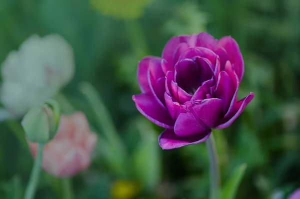 Flor de tulipán de color morado. Coloridos tulipanes morados Blue Spectacle — Foto de Stock
