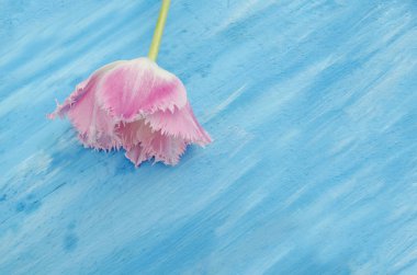 Pembe saçaklı Lale mavi ahşap tablo
