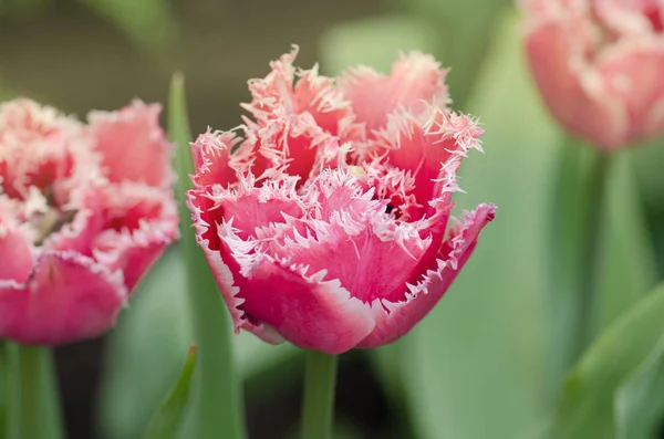 Terry franjas tulipa no jardim . — Fotografia de Stock