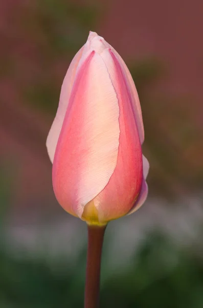 Mirella tulipa rosa e branca — Fotografia de Stock