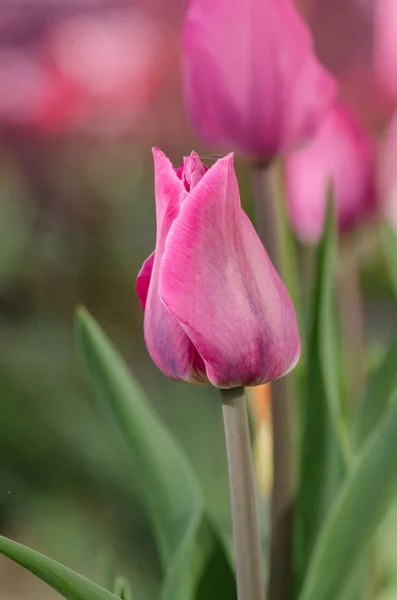 Tulipa violeta escura de perto. Vivid violeta tulipas amante — Fotografia de Stock