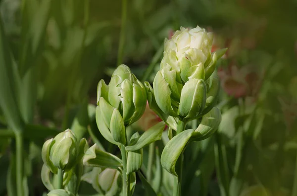 Doble tulipán Brooklyn — Foto de Stock