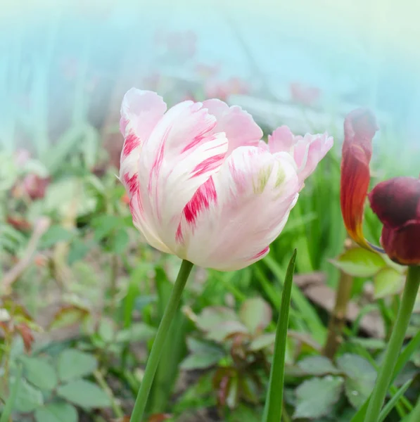 Pink Parrot tulip on garden background — Stock Photo, Image