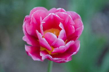 Güzel Çift Kişilik yumuşak pembe Lale