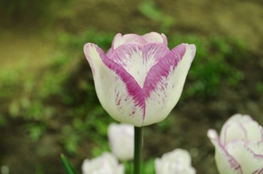 Closeup zafer Lale Shirley flowerbed