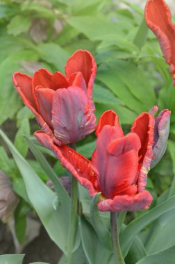 Lale çiçek kırmızı papağan