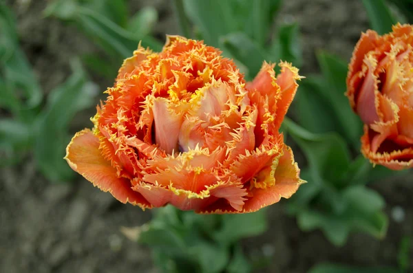 Sensual Touch orange tulip