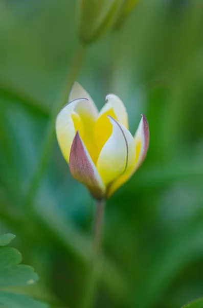 Tarda Dasystemon tulipa — Fotografia de Stock