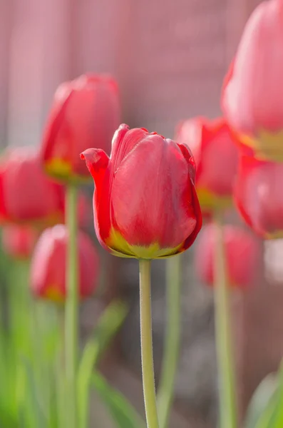 Red spring blooming tulip field