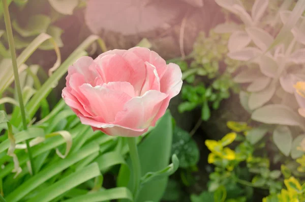 Beautiful double soft pink tulip  Mariage — Stock Photo, Image