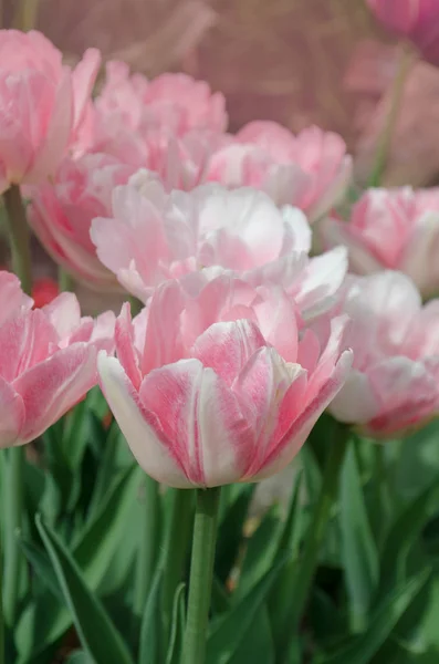 Schöne doppelte weiche rosa Tulpe doppeltes Shirley — Stockfoto