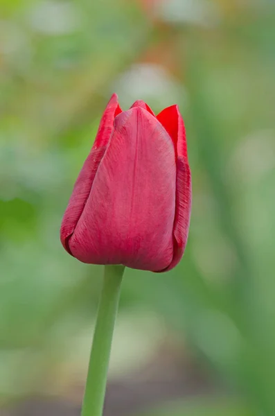 Primavera vermelha florescendo campo tulipa — Fotografia de Stock