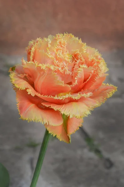 Sensual Touch tulip. Orange double petal tulip