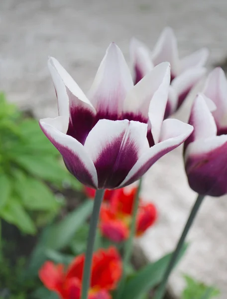 Tulip flower Gavota