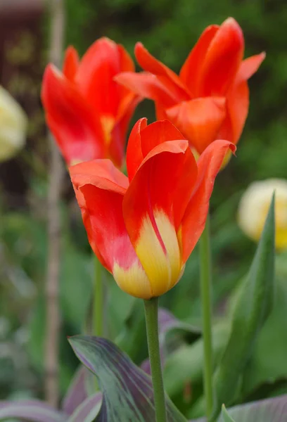 Beautiful tulip with stripe. Miramare flower tulip — Stock Photo, Image