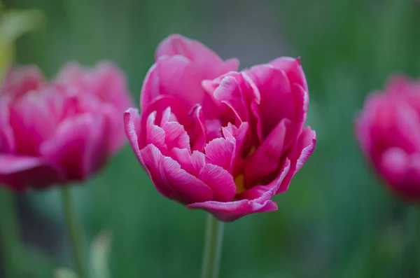 Linda dupla suave rosa tulipa Drumline — Fotografia de Stock