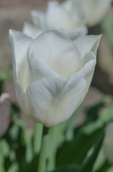 Fleur de tulipes blanches en fond de jardin — Photo