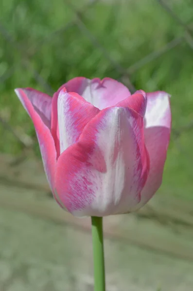 Белый тюльпан с розовыми полосками — стоковое фото