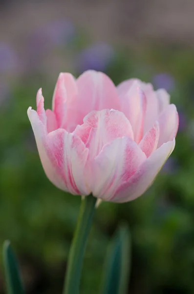 Двойной мягкий розовый тюльпан — стоковое фото