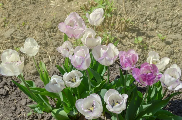 Mix of spring tulips flowers. Mixed color tulips in garden