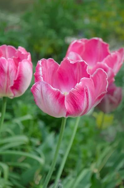 Pink parrot tulip closeup