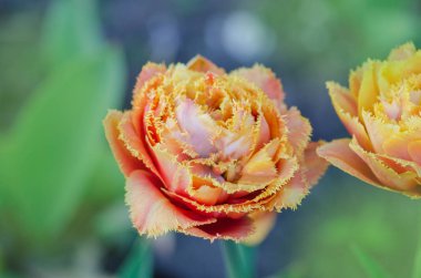 Duygusal dokunmatik lale. Turuncu Çift petal lale