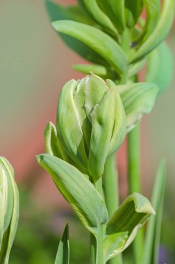  Brooklyn yeşil ve beyaz laleler renk. Çift Kişilik Lale Brooklyn