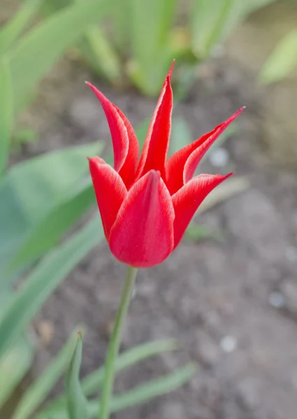 Linda tulipa com listra. Aladdins flor tulipa — Fotografia de Stock