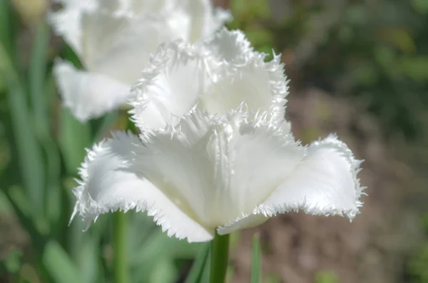 Tulipán blanco con flecos Visionair. Tulipán con flecos — Foto de Stock