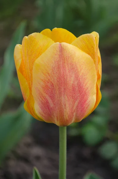 Orange Frühling Tulpen Tulpe Aprikosenfuchs — Stockfoto