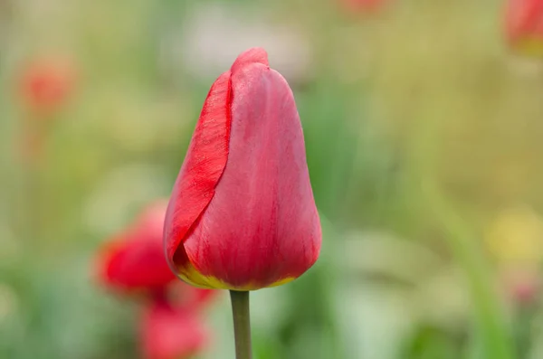 Primavera vermelha florescendo tulipa campo de Barcelona — Fotografia de Stock