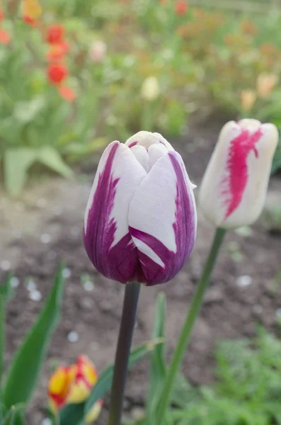 White tulip with violet stripes Insulinde